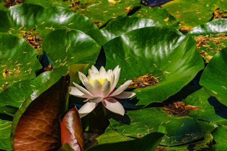 Lotus or white water lily in garden pond.の写真素材
