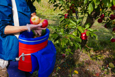 Person picking apple fruits in orchard, using bucket with strap. Harvesting in autumn time. Fruit plantation in France.の写真素材