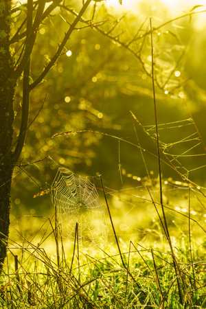 Plant grass with cobweb spider web on meadow field, morning light. Nature.の写真素材
