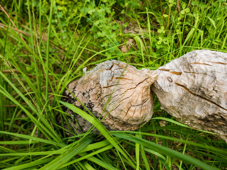 Tree trunk felled by beavers next to lake. beaver damage.の写真素材
