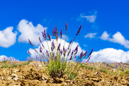 Lavender flowers on field and clouds on blue sky. Provence landscape in France.の写真素材