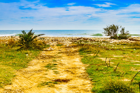 Sea shore with beach plant, seaside landscape.の写真素材