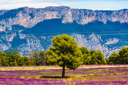 French landscape with blooming lavender fields and mountain. Attraction trip for french vacation.の写真素材