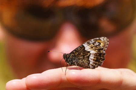 Brown butterfly sitting on the female hand. Summer nature in Mont Ventoux, Provence Franceの写真素材