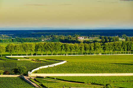 Green vineyards landscape in Pommard wine region, Bourgogne-Franche-Comte in eastern France. Route des Grands Crus.の写真素材