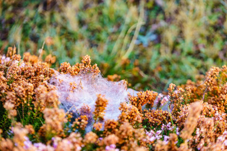 Flower plant in cobwebs against meadow field bokeh background, morning time. Nature in spring or autumn season.の写真素材