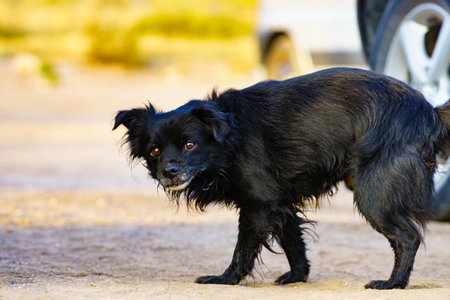 Black dog outdoors on the beach. Animals and pets.の写真素材