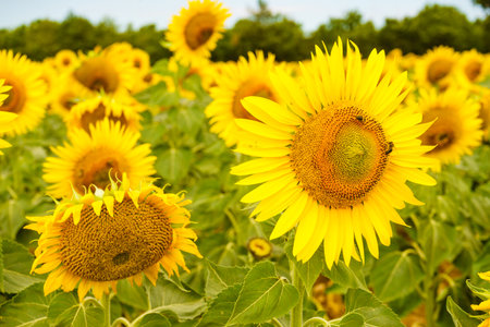 Blooming yellow sunflowers on field in summer.の写真素材