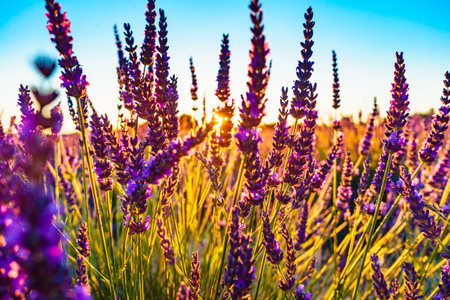 Lavender flowers on the field at sunset light. Selective focus on blooms. Provence in France.の写真素材
