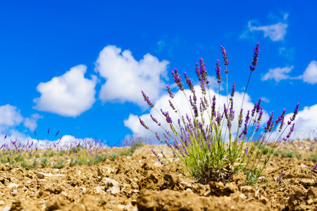 Lavender flowers on field and clouds on blue sky. Provence landscape in France.の写真素材