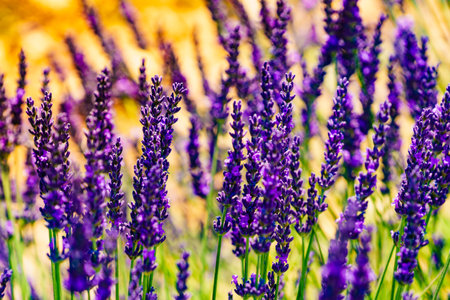 Lavender fields in bloom in Provence, France. Flowering season. Attraction trip for French vacation.の写真素材