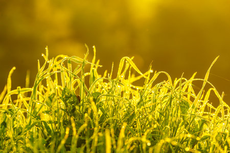 Grass wet with dew on meadow field against sunrise light. Morning nature.の写真素材