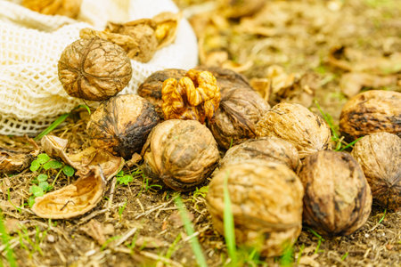 Walnut whole and kernels outdoors on ground. Healthy food full of omega 3 fatty acids, healthy nutrition.の写真素材