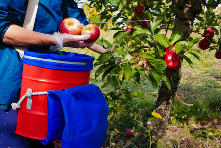 Person picking apple fruits in orchard, using bucket with strap. Harvesting in autumn time. Fruit plantation in France.の写真素材