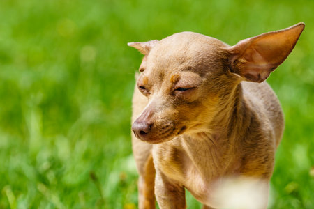 Little pinscher ratter prazsky krysarik purebreed small dog outdoorsの写真素材