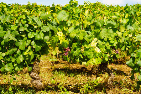Vine grapes on tree growing in vineyardの写真素材