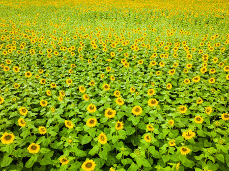 Agricultural field with blooming yellow sunflowers by summertime. Provence in France.の写真素材