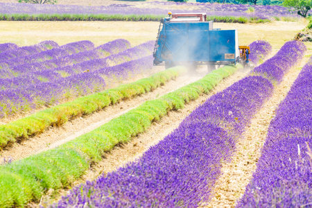 Tractor working on lavender fields. Harvesting lavandin plant in Provance France.の写真素材