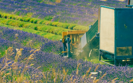 Tractor working on lavender fields. Harvesting of ripened crop in France.の写真素材