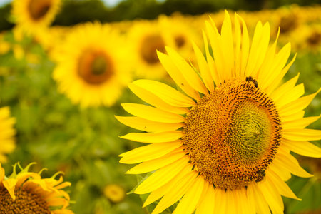 Blooming yellow sunflowers on field in summer.の写真素材