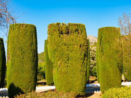 Green plant trees outdoor in garden. Mediterranean nature park.の写真素材