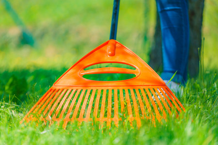 Person raking green lawn grass on backyard, using rake gardening tool.の写真素材
