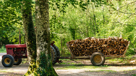Laden wagon with wood. Timber logging in the forest. Tree wooden logs piled up. Storage for winter heating. Work to prepare for cold season.の写真素材