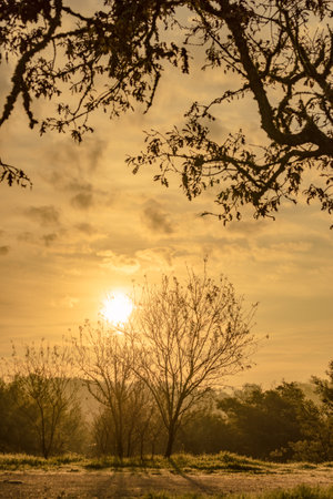 Autumnal natural scenery with old oak tree. Morning landscape.の写真素材