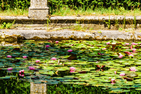Lotus or water lilies with pink flowers in pond.の写真素材
