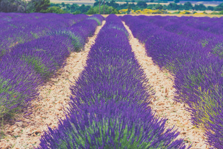 Lavender fields in bloom in Provence, France. Flowering season. Attraction trip for French vacation.の写真素材