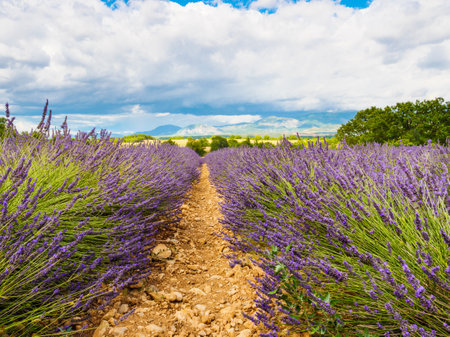 French landscape with blooming lavender fields and mountains in distance. Puimoisson region, Plateau Valensole, Alpes de Haute Provence in France.の写真素材