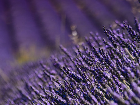 Lavender fields in bloom in Provence, France. Flowering season. Attraction trip for French vacation.の写真素材