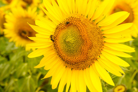 Blooming yellow sunflower with bee in field.の写真素材