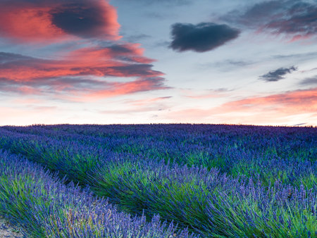 Lavender field at sunset. Valensole plateau, Provence in France. Travel region.の写真素材