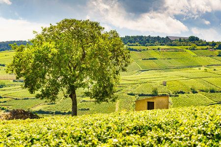 Green vineyards landscape in Pommard wine region, Bourgogne-Franche-Comte in eastern France. Route des Grands Crus.の写真素材