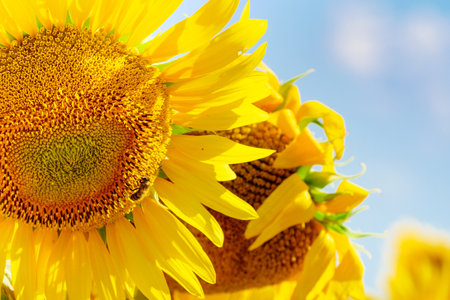 Blooming yellow sunflower and honey bee on flower collecting pollen. Provence in France.の写真素材