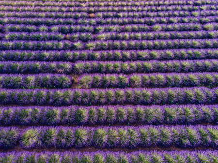 Field with rows of blooming lavender. Provence in France. Aerial viewの写真素材
