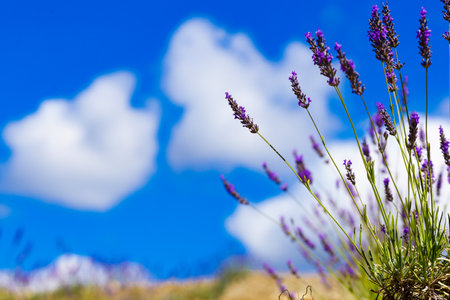 Lavender flowers on field and clouds on blue sky. Provence landscape in France.の写真素材