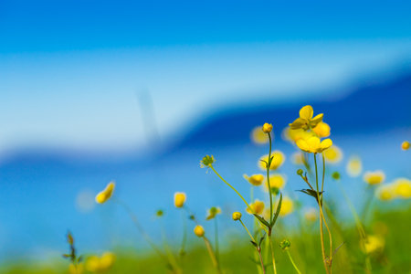 Yellow flowers on meadow, norwegian fjord in the backgroundの写真素材