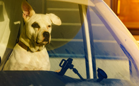 Dog in rv camper car looking trought window pane. Motorhome traveling with pet. Danger of pet overheating or hypothermia.の写真素材