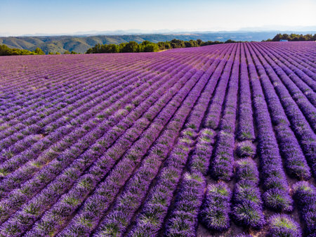 Field with rows of blooming lavender. Provence in France.の写真素材