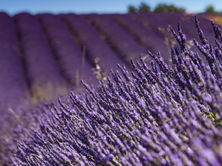Lavender fields in bloom in Provence, France. Flowering season. Attraction trip for French vacation.の写真素材