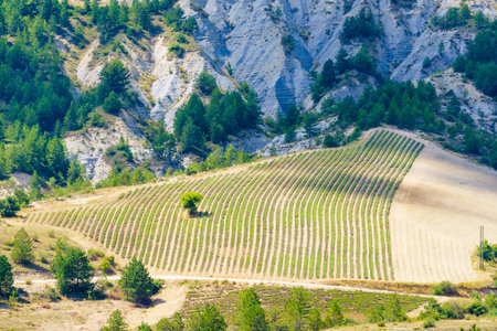 Lavender field after harvest on mountain hills. Rural landscape in Baronnies Provencales Regional Nature Park in France.の写真素材
