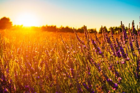 Lavender flowers on the field at sunset light. Selective focus on blooms. Provence in France.の写真素材