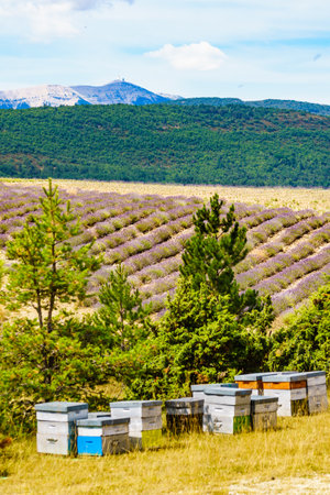 Bee hives at lavender field. Honey beehives outdoors on nature, Provence France. Beekeeping or...