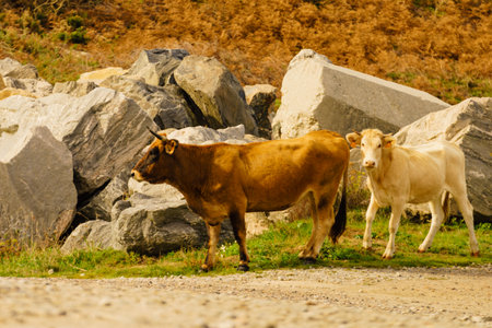 Cows on pasture in mountains, Spain