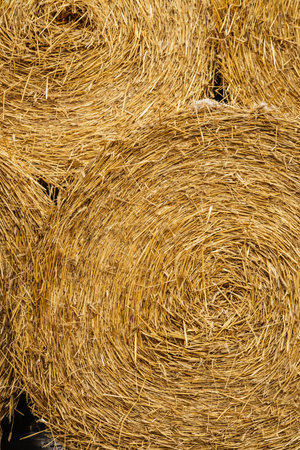 Agriculture and harvesting. Close up of cereal bale of hay outdoors