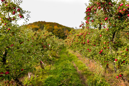 Idared apple trees in orchard, France. Ripe apples ready to pick at harvest time.
