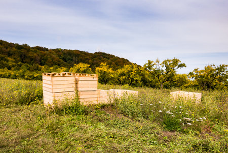 Fruit orchard, boxes are ready for harvest. Agriculture, food cultivation.の写真素材