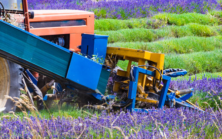 Tractor working on lavender fields. Harvesting of ripened crop in France.